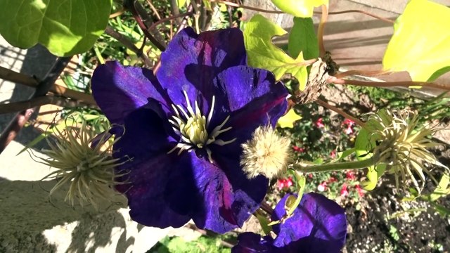 Histoires de plantes Le monde aérien des plantes - épisode 9