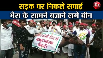 सड़क पर निकले सपाई भैस के सामने बजाने लगे बीन