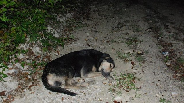 20 köpek terk edildi, 3’ünde aşırı dozda uyuşturucu tespit edildi