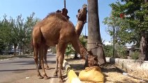 İndi bindi ücreti ticari taksiden daha pahalı