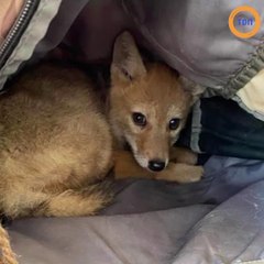 Au milieu d’une rivière, il entend des couinements et sauve un coyote en train de se noyer