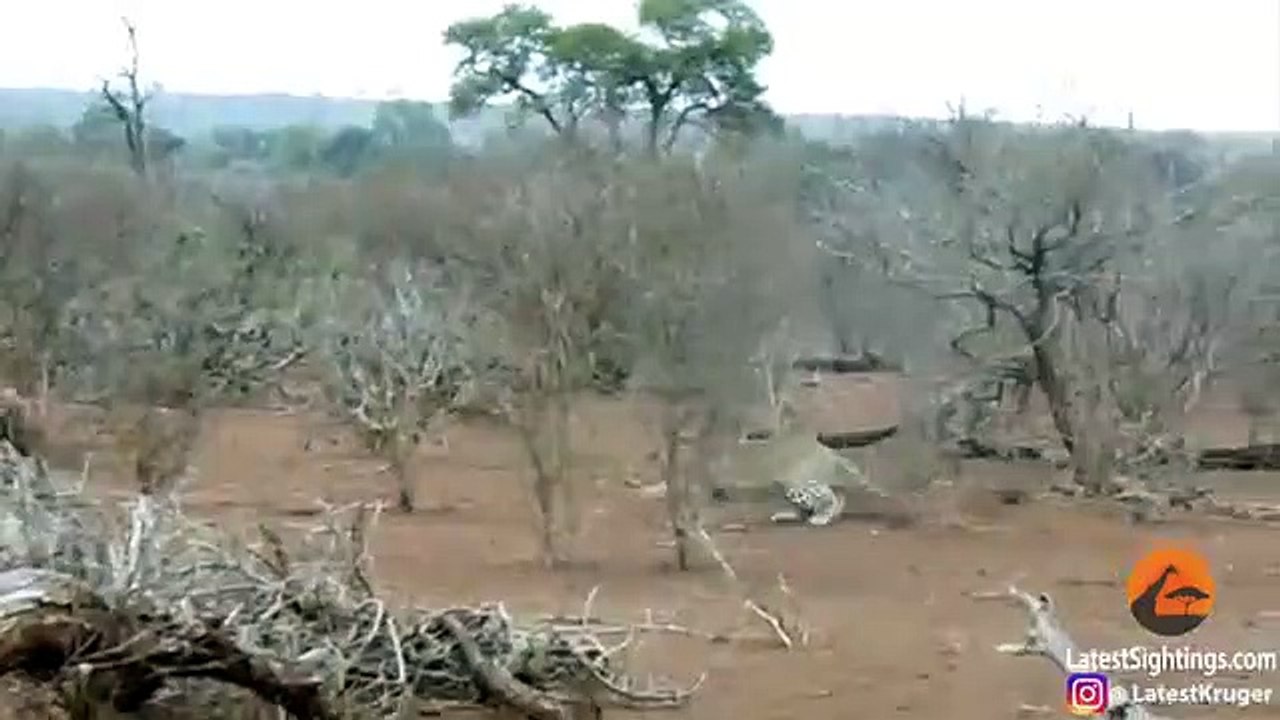 Leopard Learns, Lesson From ,2 Porcupines