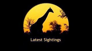 Leopard Marking ,Territory, - 28th April 2020, - Latest Sightings