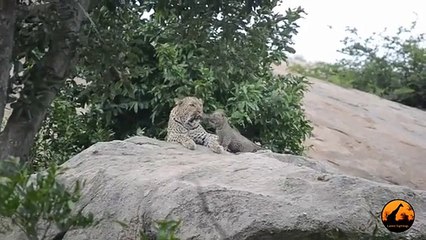 Leopard Mother ,and Cub, - 11 January 2020, - Latest Sightings