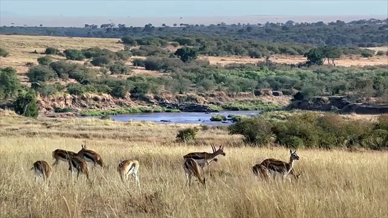 Leopard Save, Antelope From, Leopard Hunting ,! LEOPARD VS HYENAS ,ULTIMATE FIGHT, - Wild Animals Attack