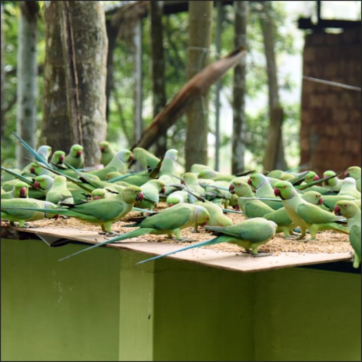 Hundreds of parrots flock to this Kerala house every day for a feast