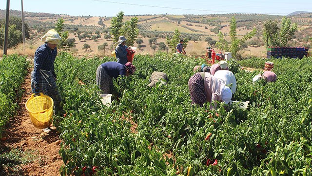 Alternatif olarak ekildi, yurdun dört bir yanına gönderiliyor