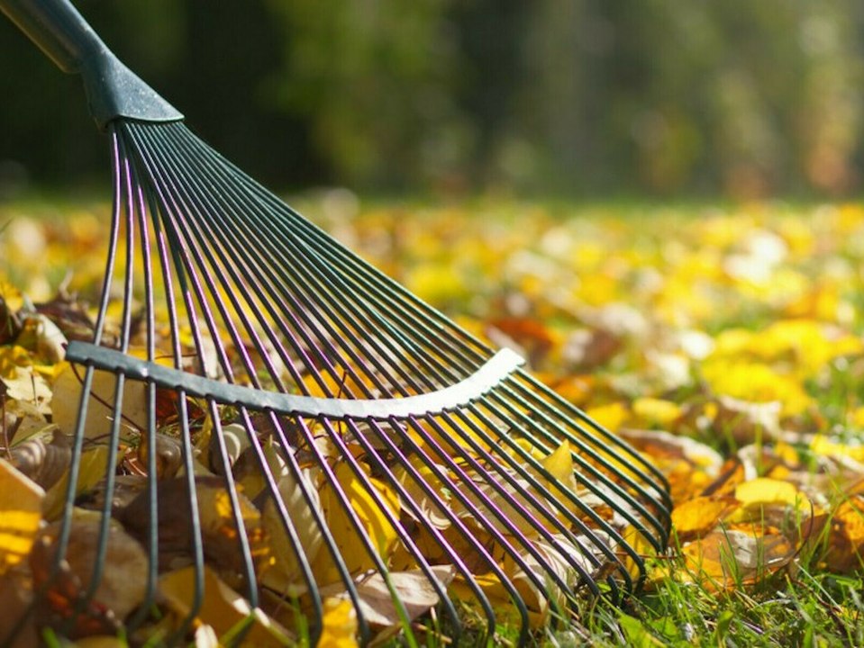 Laub im Garten: So kosten die bunten Blätter am wenigsten Nerven