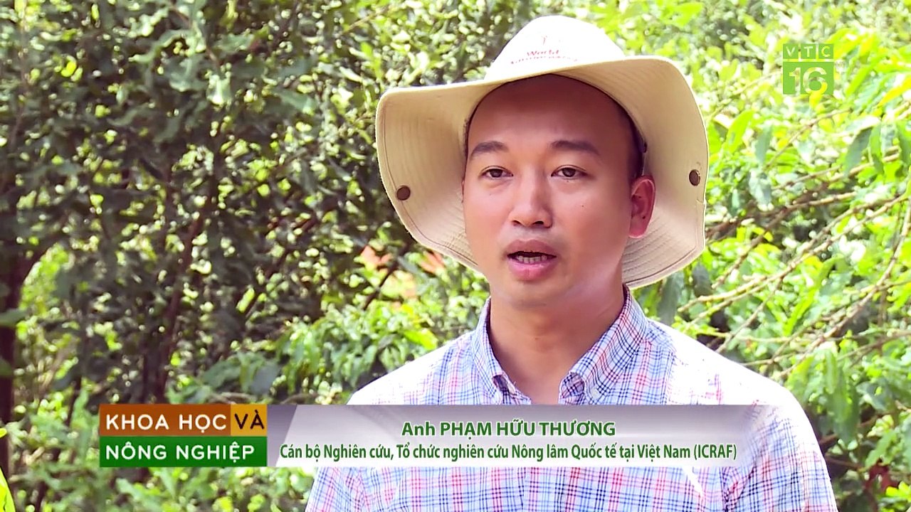 Cách trồng cây trên đất đồi dốc, chống xói mòn hiệu quả  | VTC16