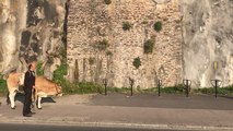 L’homme à la vache qui chamboule la Butte Sainte-Anne