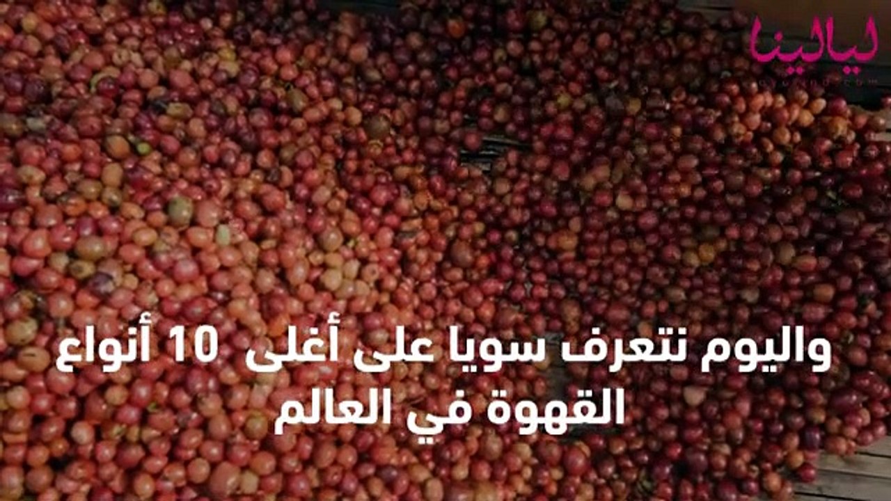 أغلى 10 أنواع قهوة في العالم: أغلاها يصنع من براز الفيل