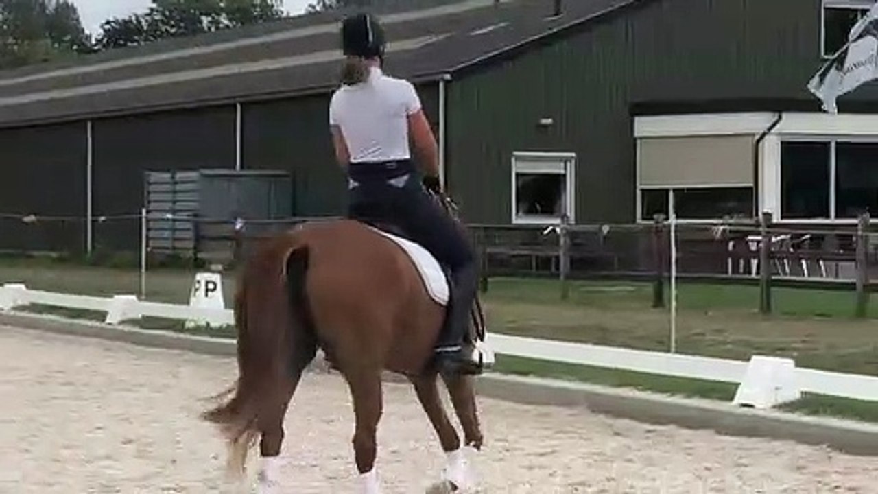 9 jarige Z2 merrie
