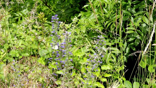 Des hommes et des plantes Le monde aérien des plantes - épisode 10