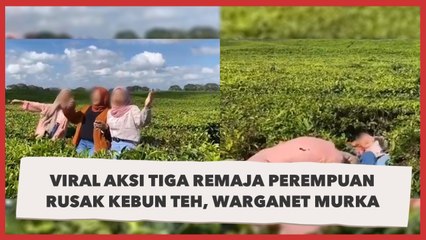 Viral Tiga Remaja Perempuan Rusak Kebun Teh, Warganet: Akhlak Not Found