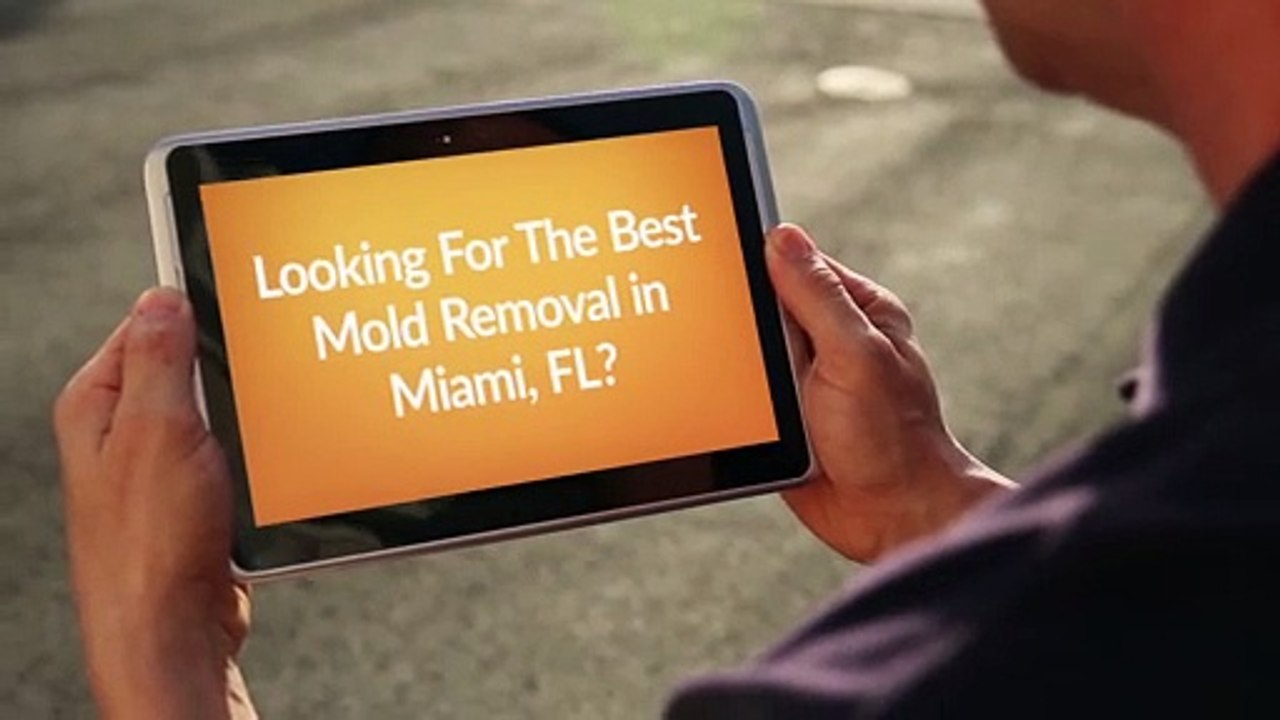 Best Mold Removal in Miami, FL