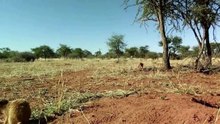 Crocodile Ashore Steals Hyena's Prey But Fails | Crocodile VS Hyena | 4K Ultra HD