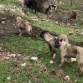 COBAN KOPEK YAVRULARI GOREV ALISTIRMALARI - ANATOLiAN SHEPHERD DOG PUPPiES