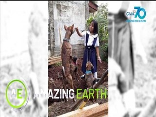 Amazing Earth: Amazing facts about the Philippine Witch Dogs