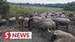 ‘Kampung Boy’ Syukor Khamis’ buffaloes may have died of haemorrhagic septicaemia
