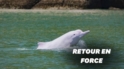 Download Video: Hong Kong retrouve ses dauphins blancs grâce au calme lié à la pandémie