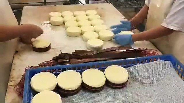 Avec un lait caillé, moulé, égoutté, saumuré, les jeunes Mont d'Or sont prêts à recevoir la fameuse sangle d'épicéa