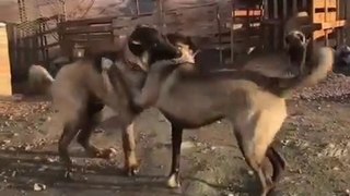 KARA ASLANLARDAN KURDA ANTREMAN - ANAOLiAN SHEPHERD DOGS