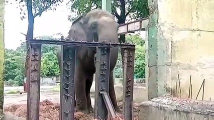 इंदौर: म्यूजिक थैरेपी का हाथी मोती पर हो रहा असर, एग्रेशन में आ रही कमी