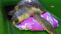 Deniz kaplumbağaları için rehabilitasyon merkezi kurulacak