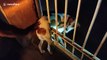 Dog rescued after becoming stuck in school gate in southern India