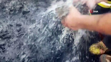 Yangın ortasında kalan kaplumbağayı itfaiyeciler kurtardı