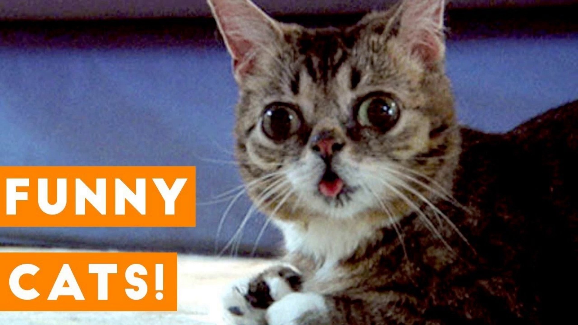 ⁣[PETS FOR KIDS] Ultimate TNTL Cats _ Funny Pet Videos