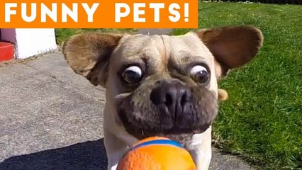 Funniest Pets & Animals of the Week Compilation June 2018 _ Hilarious Try Not to Laugh Animals Fail