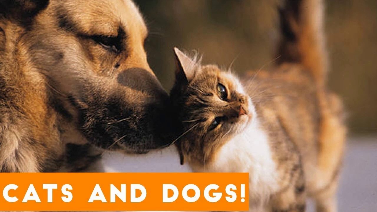 Ultimate Cute Cats and Funny Dogs Compilation 2018 _ Funny Pet VIdeos