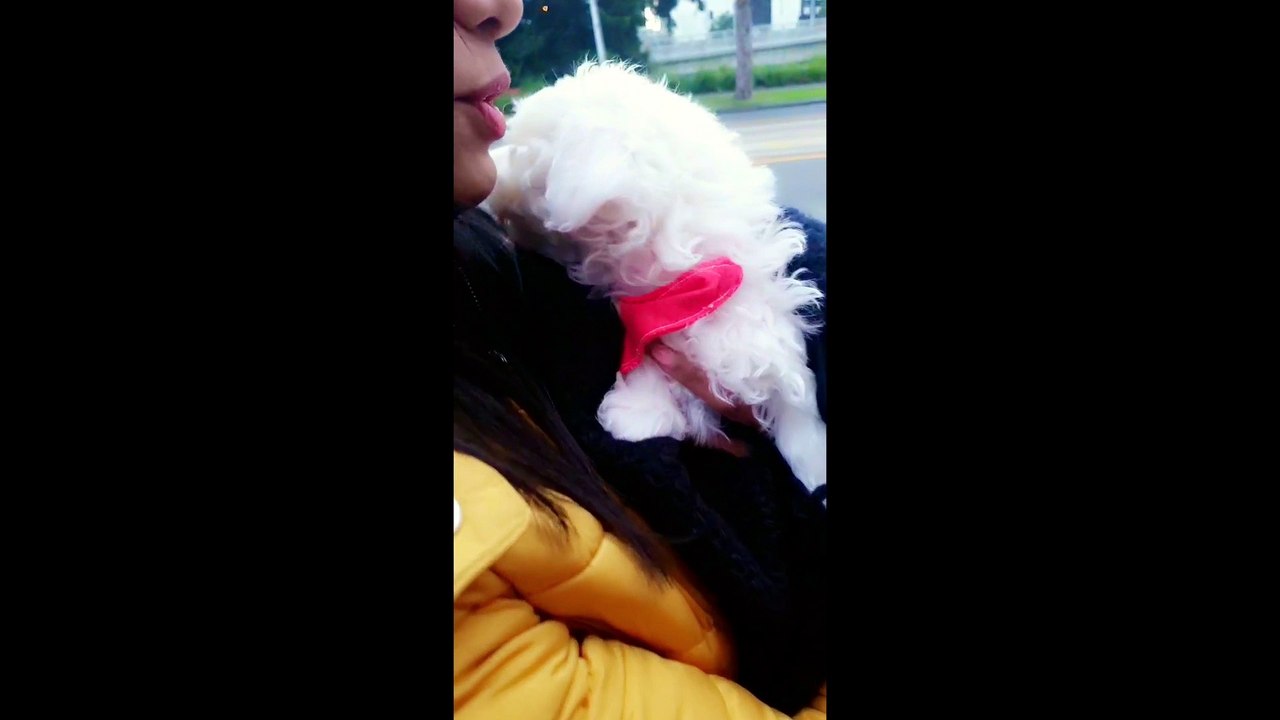 My Puppy's first walk - My dog goes for his first walk outside