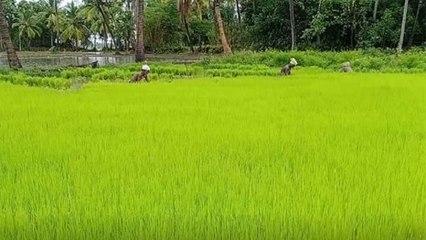 நம்பிக்கை அளித்த தென்மேற்கு பருவமழை.. மகிழ்ச்சியில் செங்கல்பட்டு விவசாயிகள் - வீடியோ