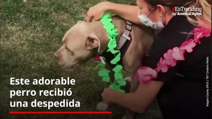 Perro es adoptado luego de 500 días y le dan una emotiva despedida