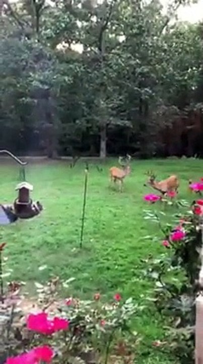 Raccoon Hangs Around for Dinner