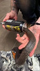 Snake Cut Out of Soft Drink Can