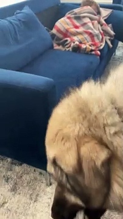 Giant Dog Lays Lovingly on His Friend