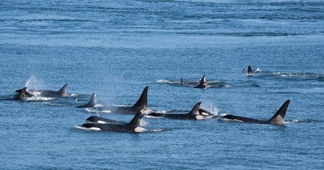 Espagne : des orques déclenchent des attaques ciblées contre des bateaux