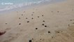 Newly-hatched olive ridley sea turtles walk into the sea in the Philippines