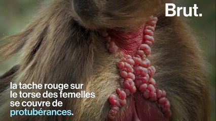 Connaissez-vous le gélada, le primate des montagnes d'Éthiopie