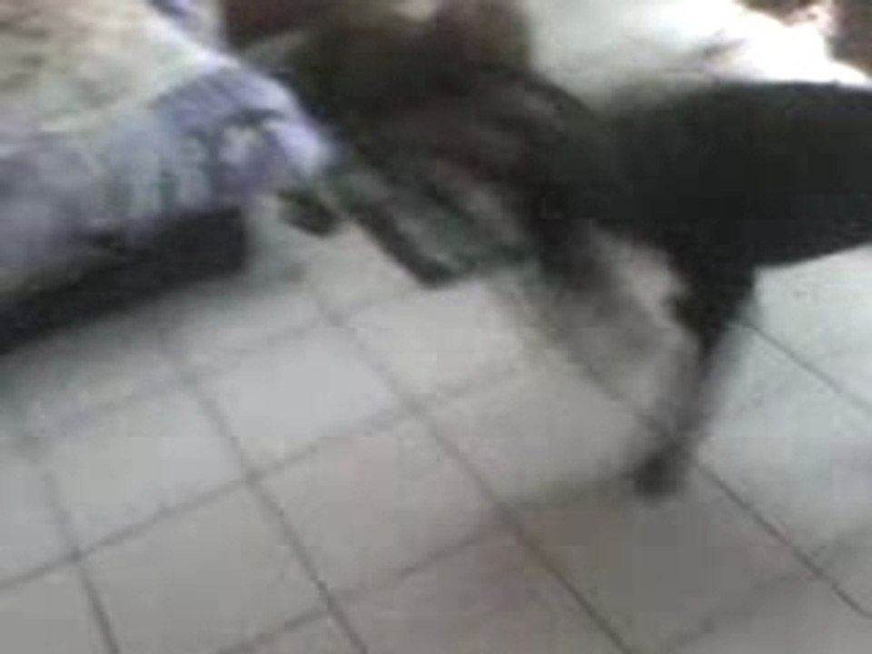 mon chien video 2