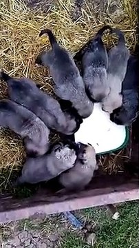 KARA KIRCIL KANGAL YAVRULARI SABAH KAHVALTISI - KANGAL DOG PUPPiES BREAKFAST
