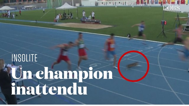 Un chat s'invite sur la ligne d'arrivée d'une finale de 100 mètres