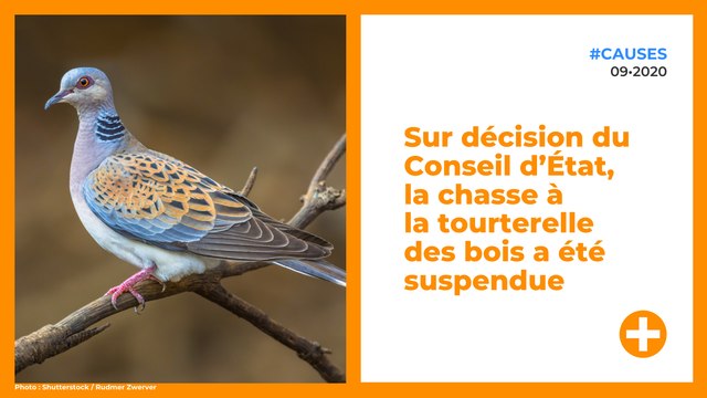 Sur décision du Conseil d’État, la chasse à la tourterelle des bois a été suspendue