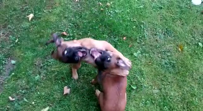 Tokyo et Tyler, les nouvelles recrues de la police de Waterloo