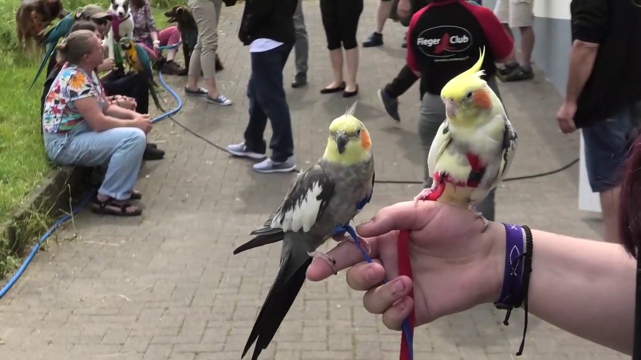 5th Annual Presentation at German Parrot Flight Club