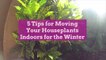 5 Tips for Moving Your Houseplants Indoors for the Winter