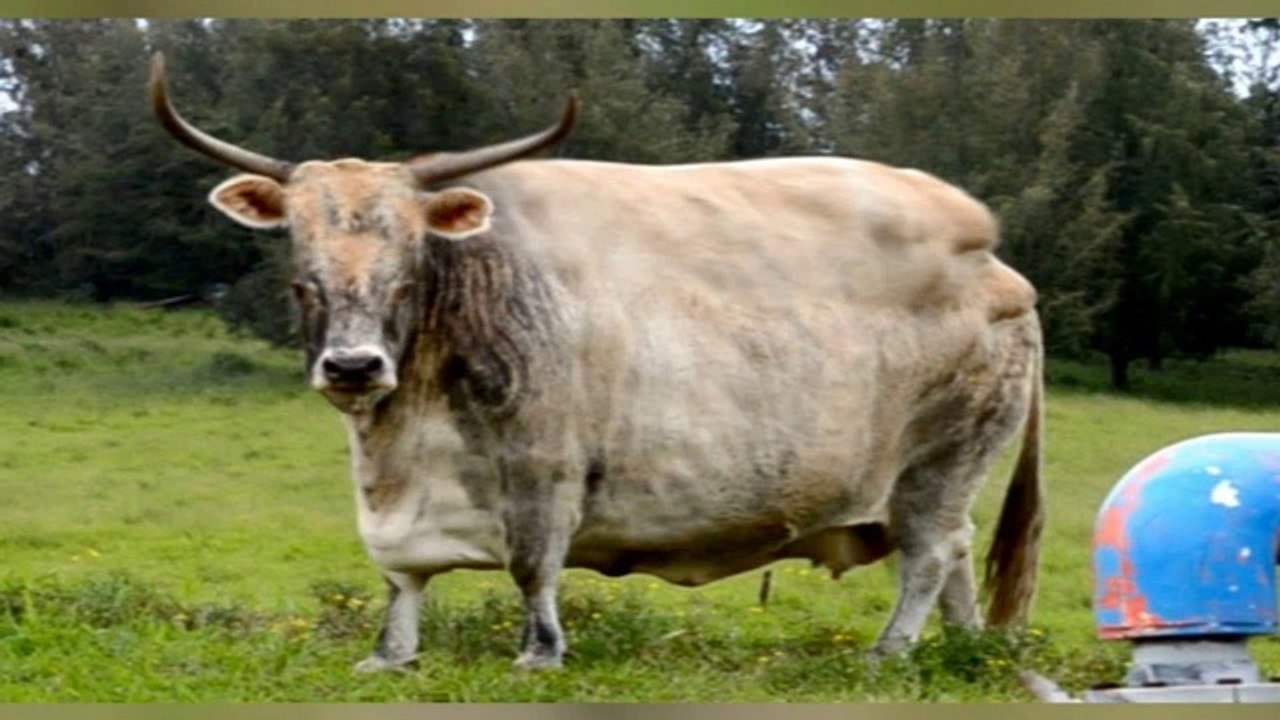 Disturbing Footage_ Mad Cow Disease California April 24 2012 Possible Outbreak_